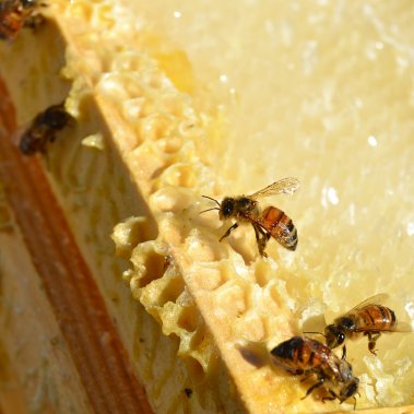 Honey Bees on honeycomb