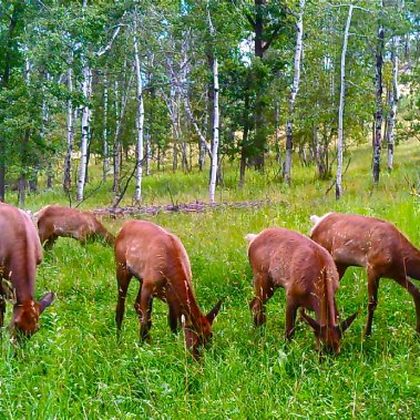 Elk grazing in the Yak Ridge meadow