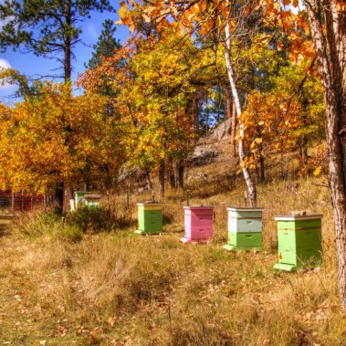 Honey Bee Hives at Yak Ridge Cabins and Farmstead