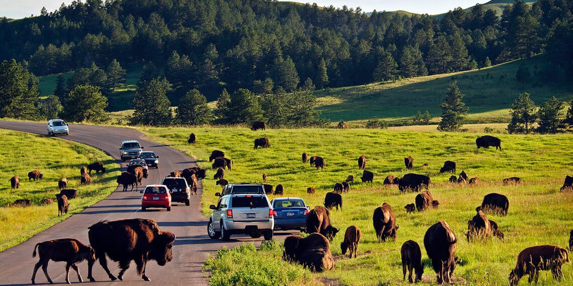 custer state park