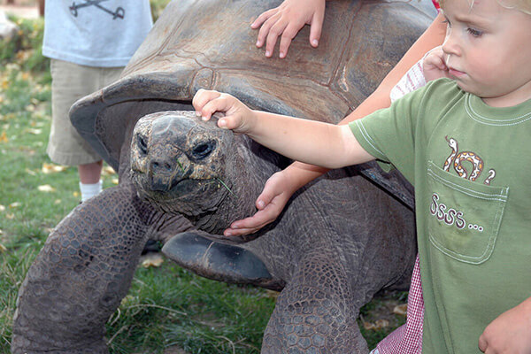 Reptile Gardens has the largest reptile collection in the world and is only 10 minutes from Yak Ridge Cabins and Farmstead