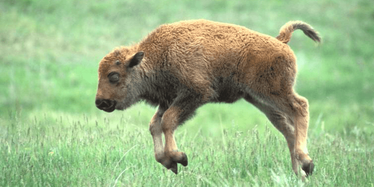 Baby Bison