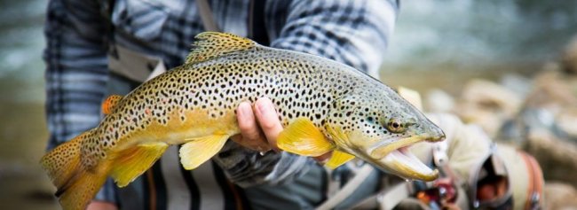 Black Hills Fishing