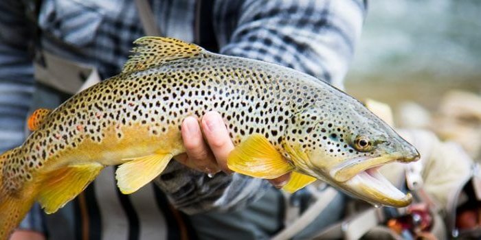 Black Hills Fishing