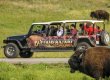 Buffalo Safari