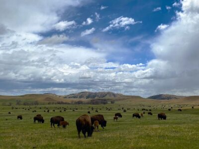 buffalo herd Custer State Park