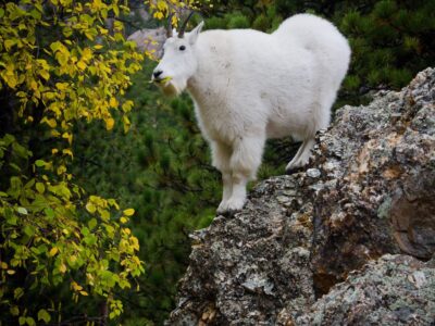 Mountain goat standing on a rocky outcrop